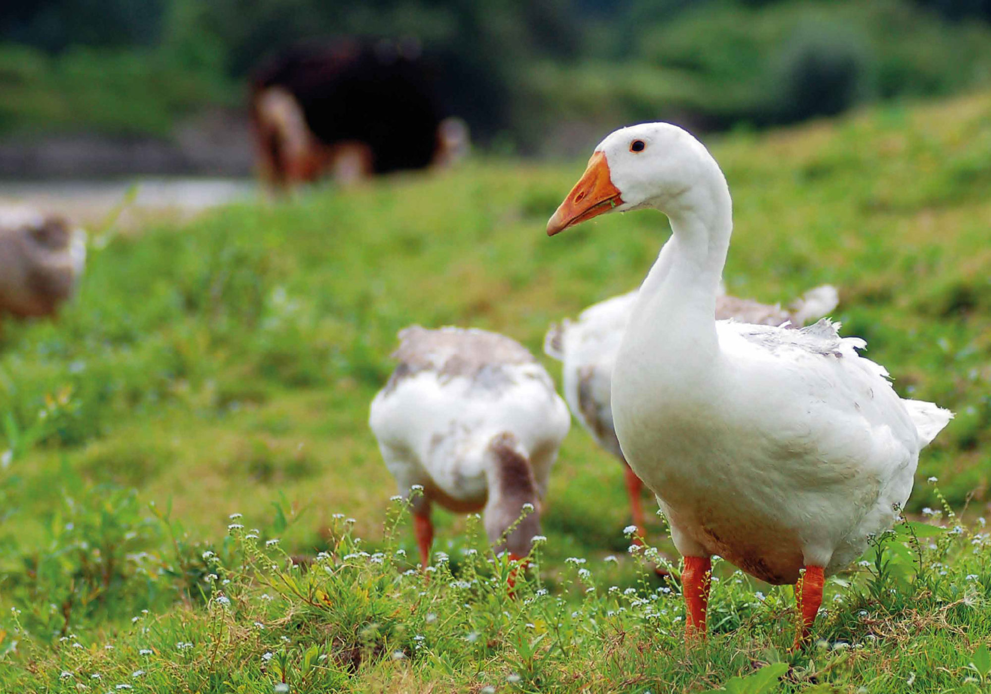 Goose & Co - Branding, Web Design, Digital Marketing & Social