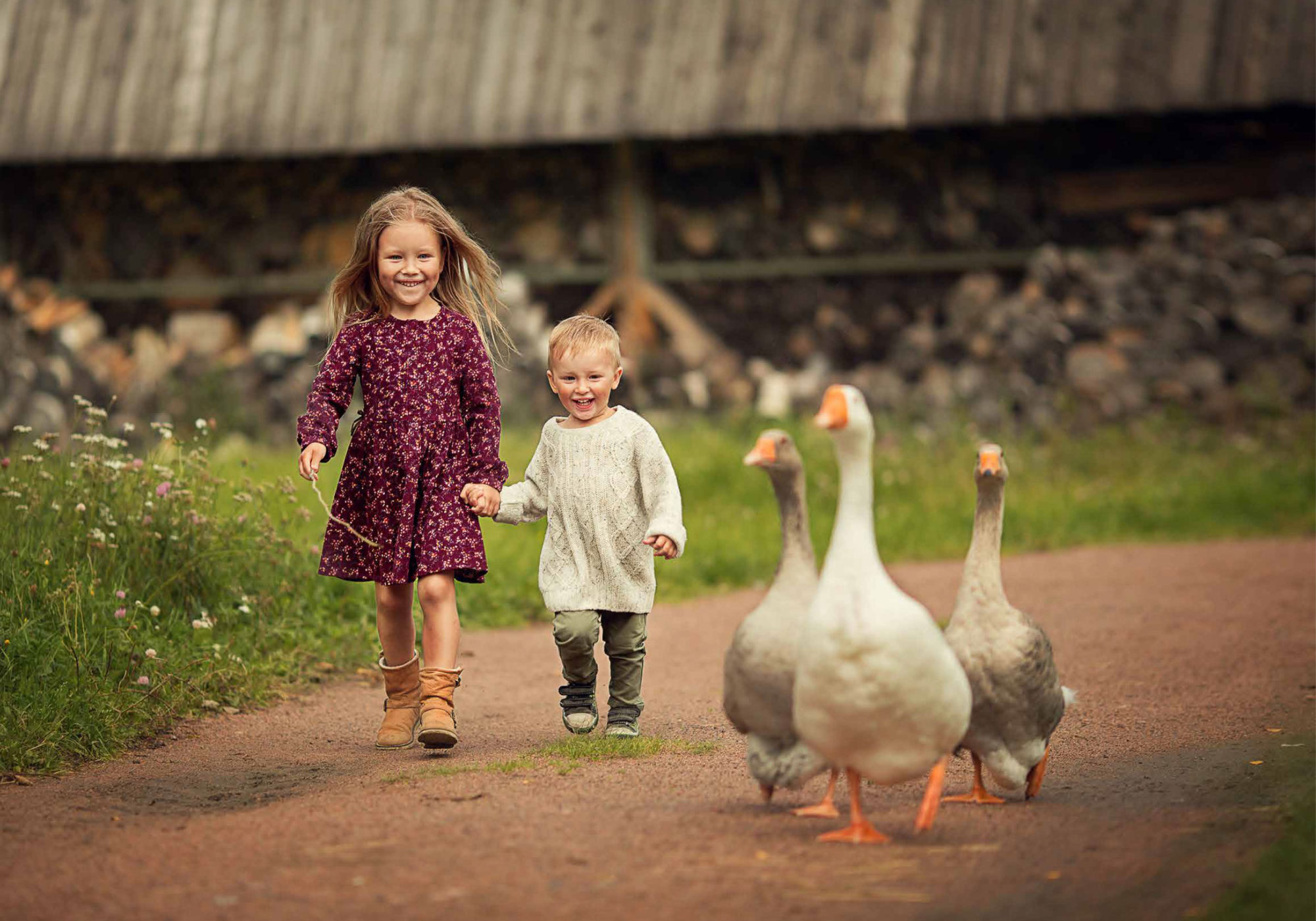 Goose & Co - Branding, Web Design, Digital Marketing & Social